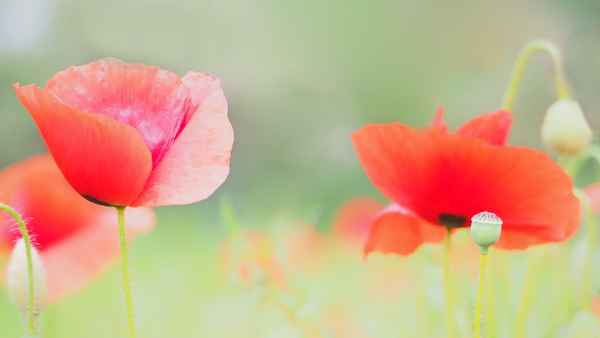 Mohn im Feldrain