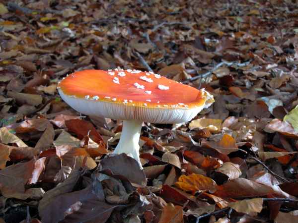 Ein Männlein steht im Walde...