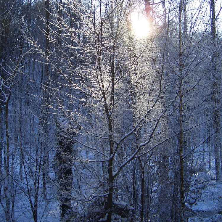 Winterzauberwald