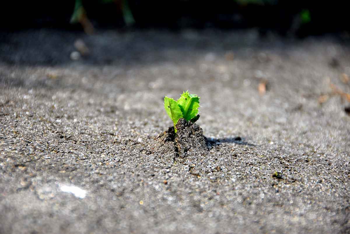 Die Natur findet einen Weg!