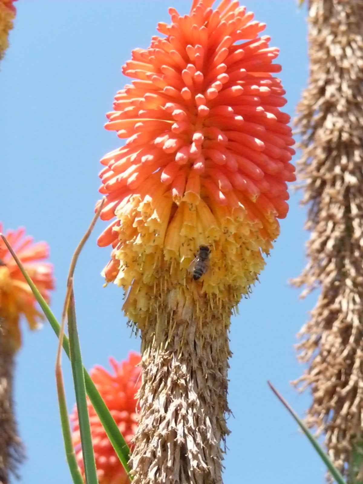 Blumen in Volpaia II