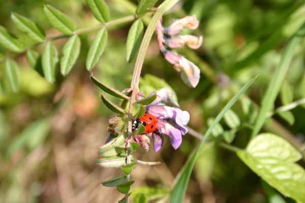 Marienkäferchen