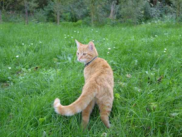 Gartentiger