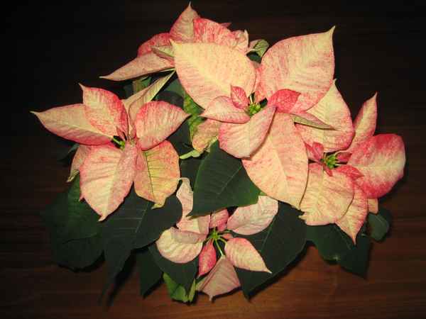 Weihnachtsstern.....