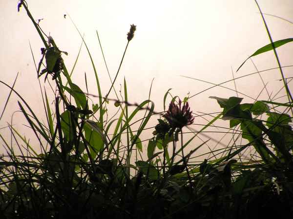 Aus der Käferperspektive 2