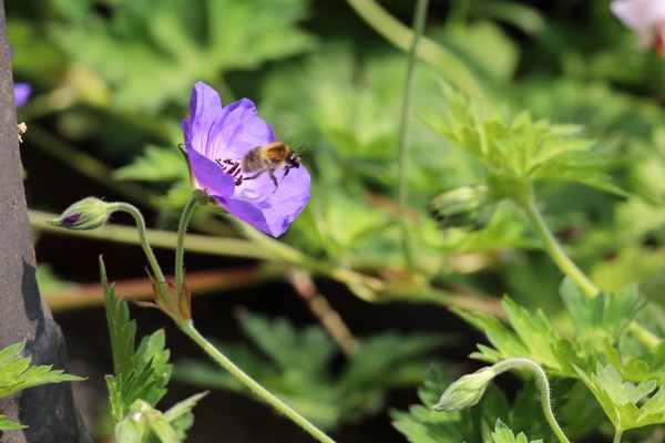 Fleißiges Bienchen auf dem Weg zur nächsten Blüte