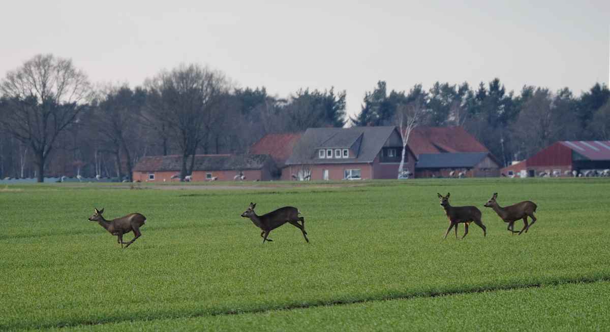 auf der flucht