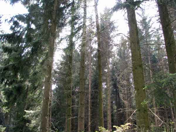 Lichte Natur