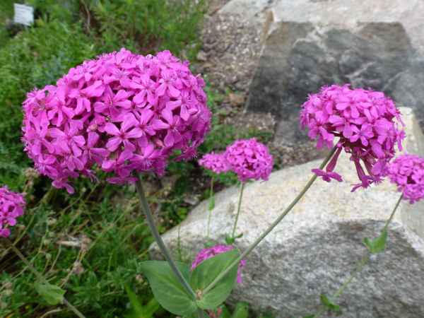 Pinkfarbene Blütenbälle