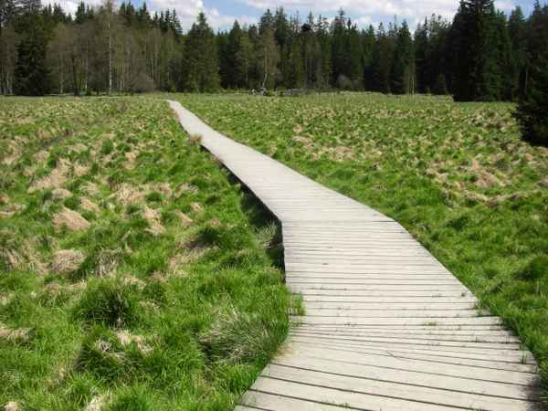Im Glatzener Moor / 6