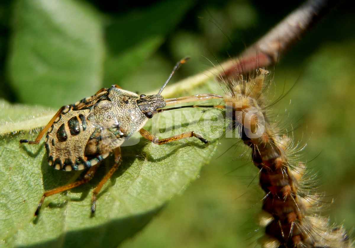 Raubwanze frisst Schmetterlingsraupe