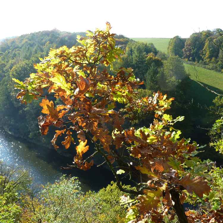 Herbst_2