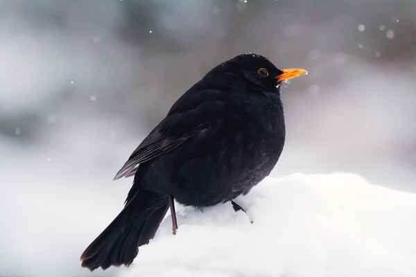 amselherr bei schneefall