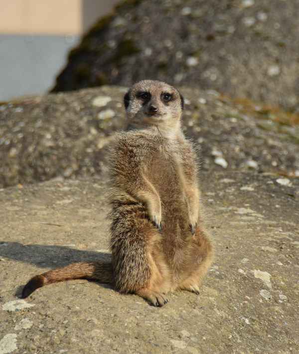 Erdmännchen: Aha, ein Fotgraf