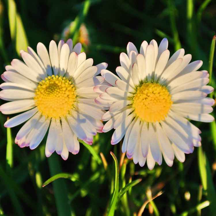 gänseblümchen-duett