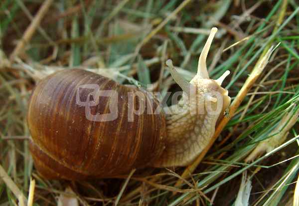 Weinbergschnecke