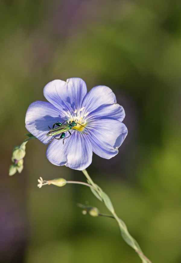 echter Lein mit kleinem Besucher