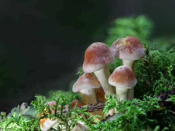 Kinderhort