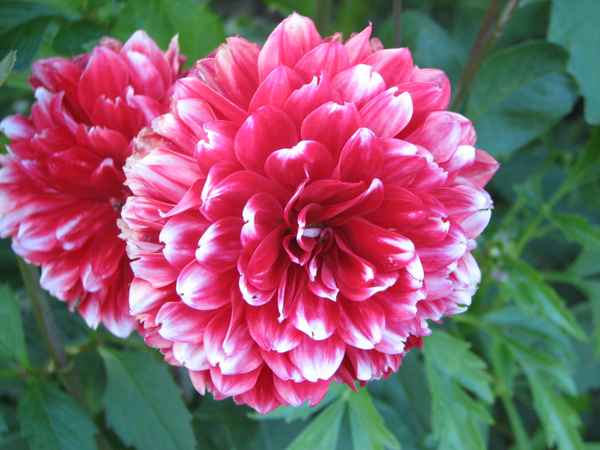 rote Dahlie