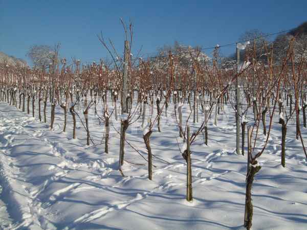 Schneebedeckte Weinstöcke
