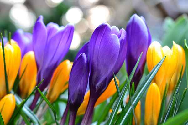 Krokusse