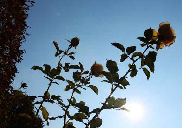 Novemberpracht im Gegenlicht