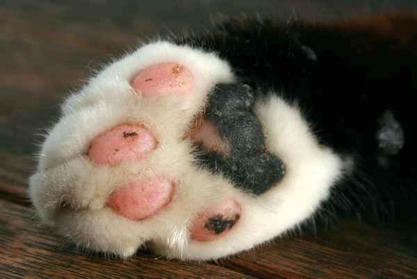 Katzenpfoten 2