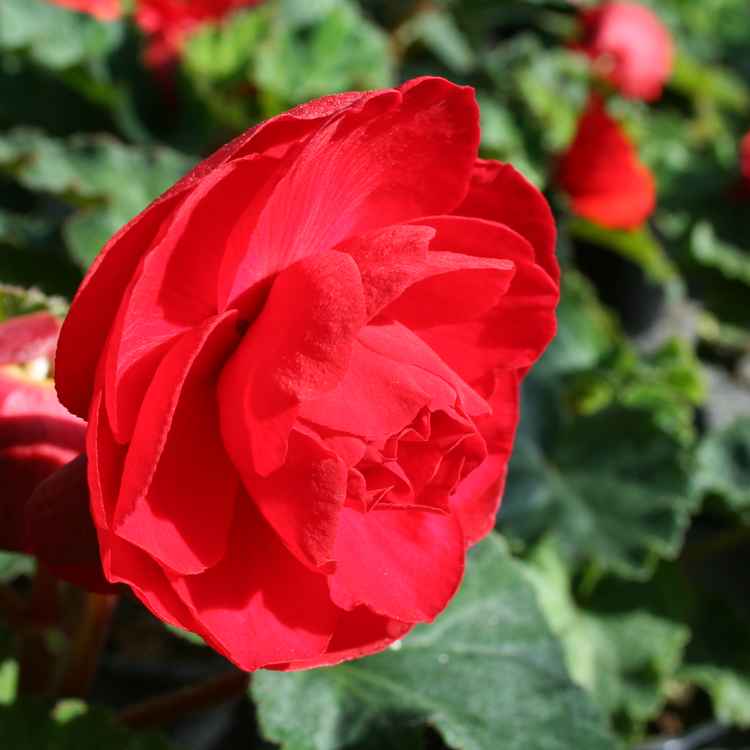 Rote Blume im Blumentopf