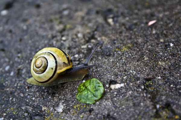 Gehäuseschnecke #3