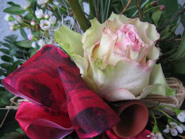 Wunderschöne Rosenblüte