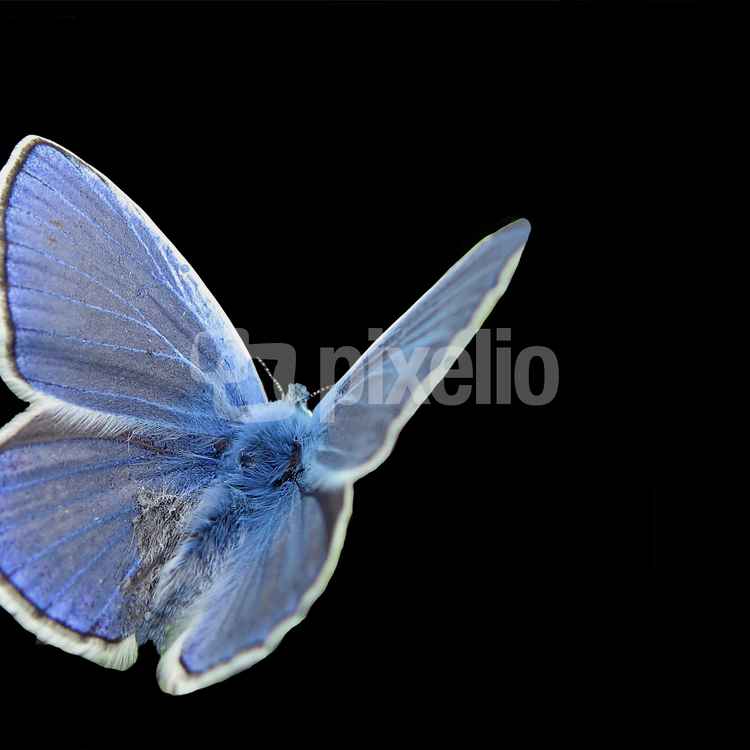 Papillon bleu