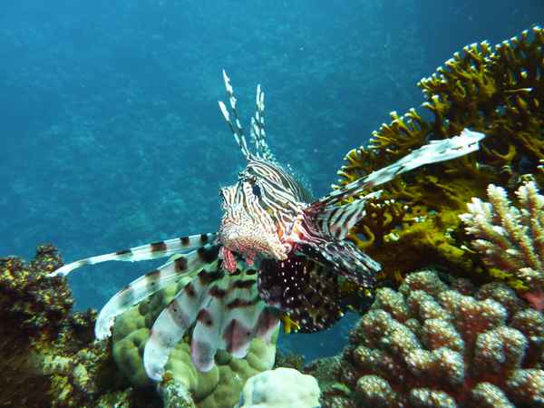 jk401-giftige Schönheit