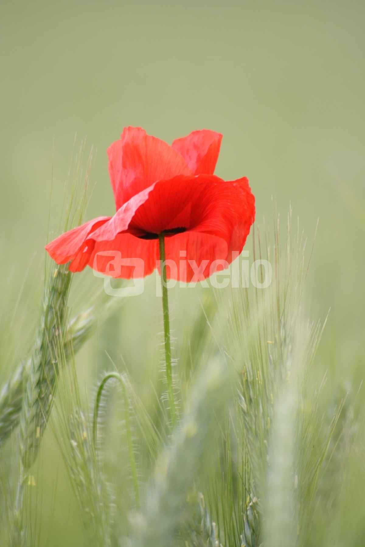 Roter Mohn