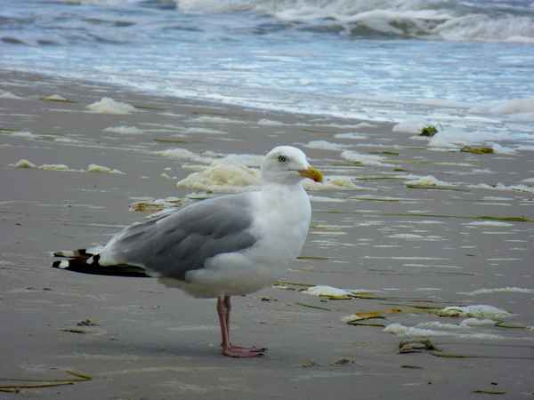 Ostsee-Möve (Zingst)