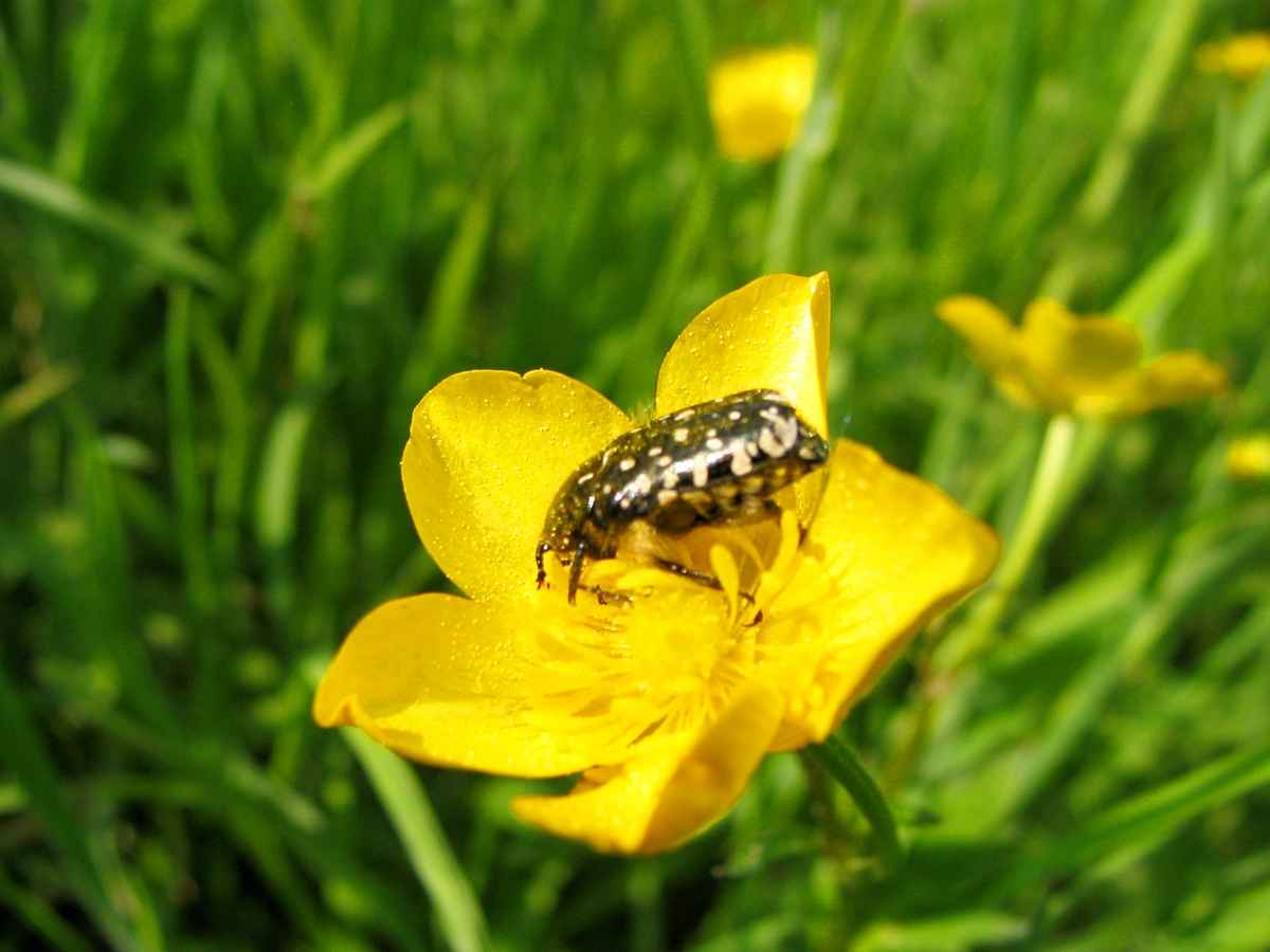 Käfer