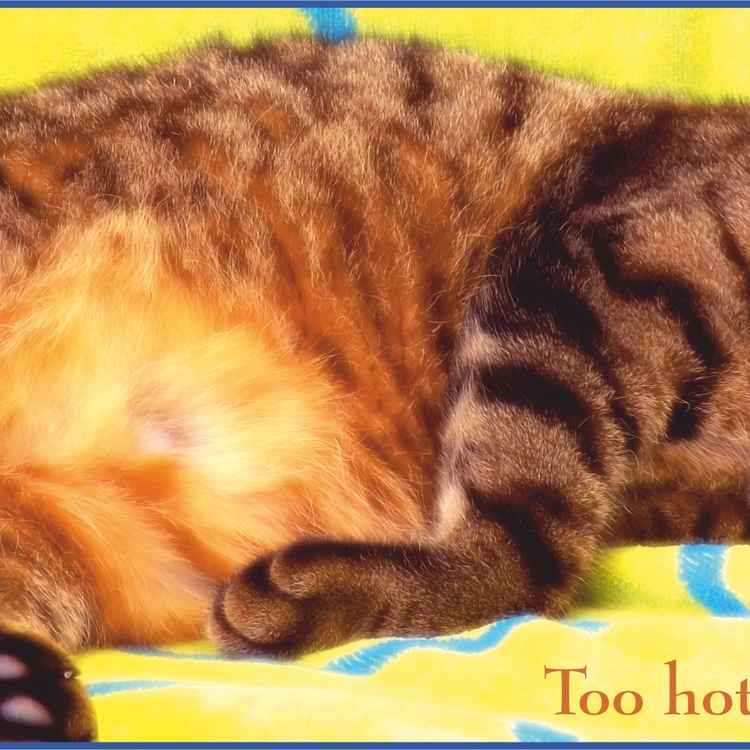 Too Hot