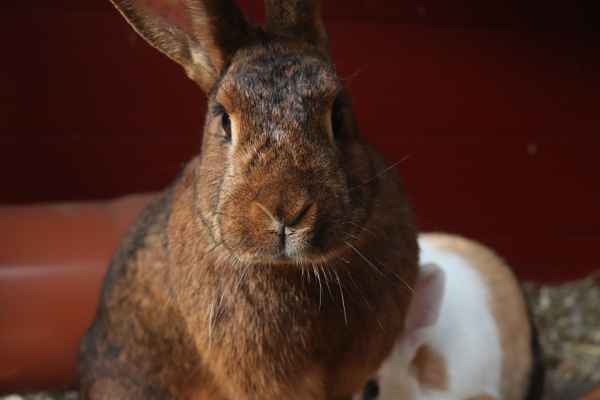 Hasenkaninchen Tonks