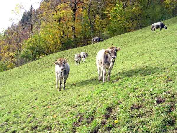 Braunvieh