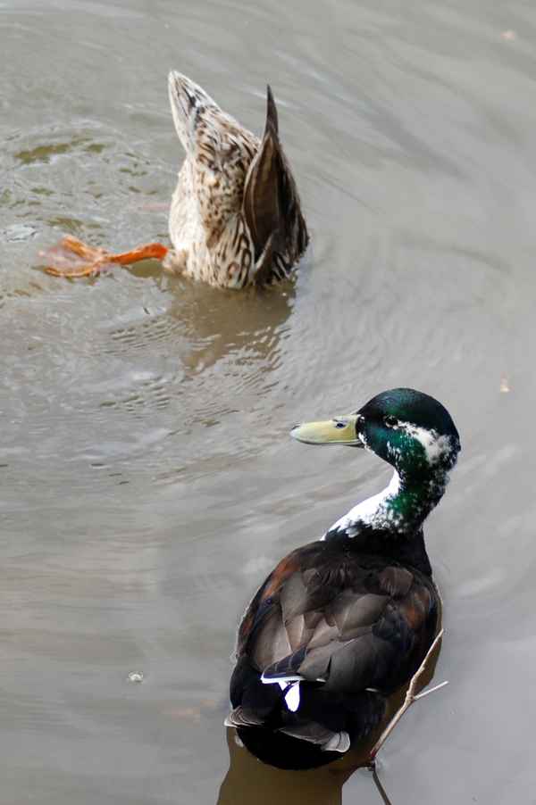 Enten