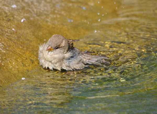 Spatzen Swimmingpool