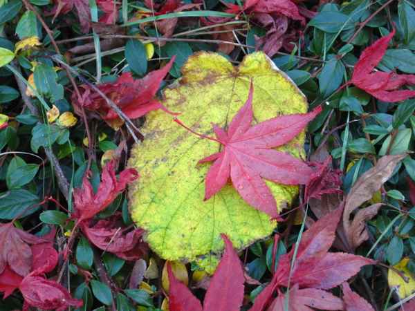 Herbstlaub, verschiedene Blätter und Farben