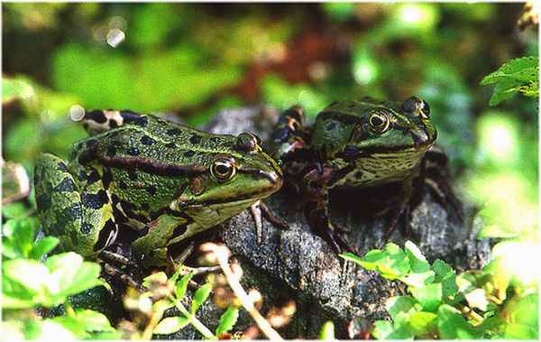 Teichfrösche