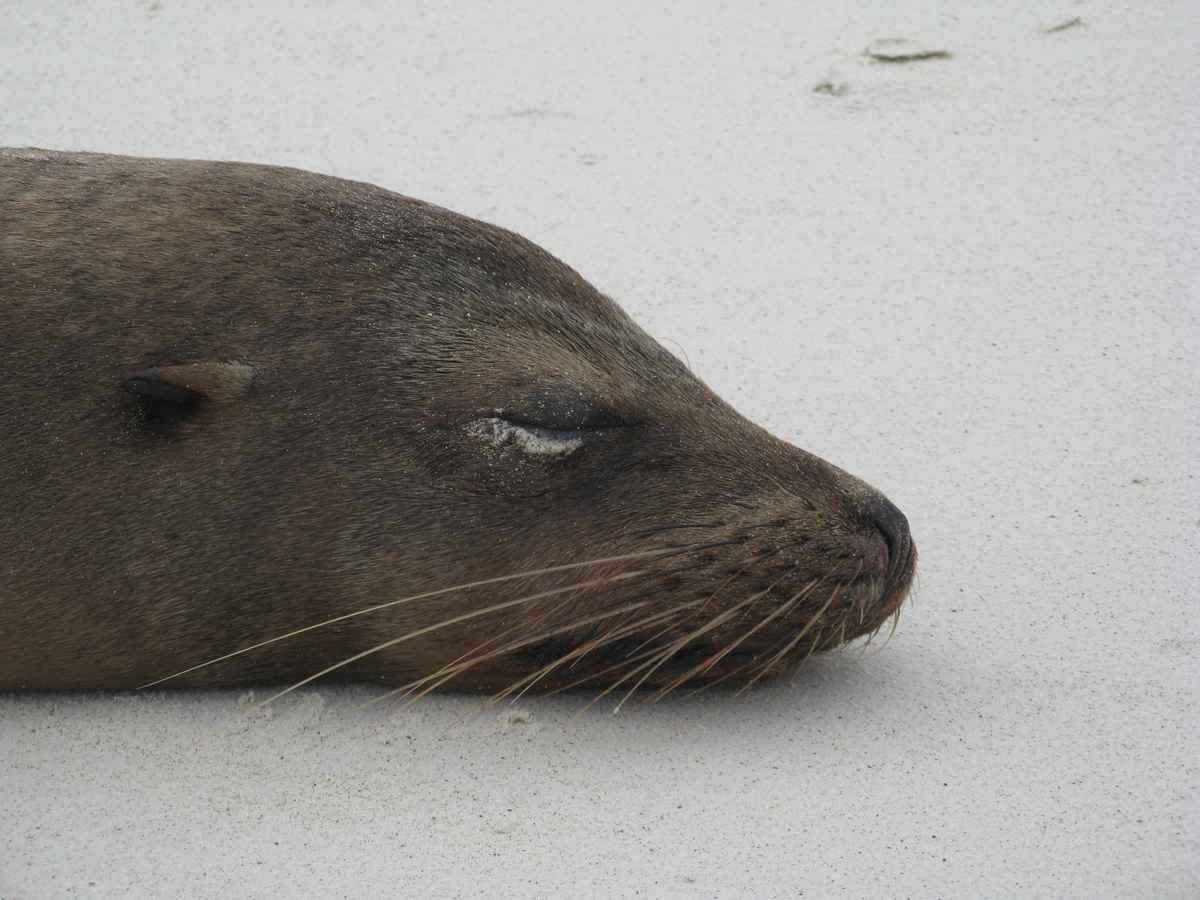 Mittagsschlaf auf Galápagos