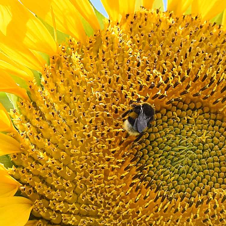Sonnenblume und Hummel