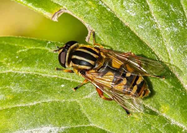 Gemeine Sumpfschwebfliege