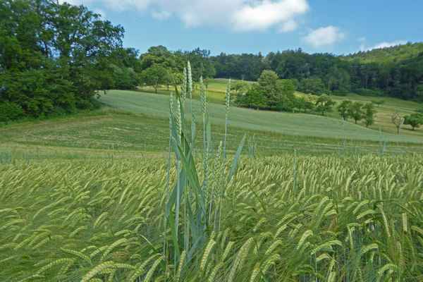 Streifzug über Land / 5