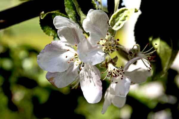 apfelblüte