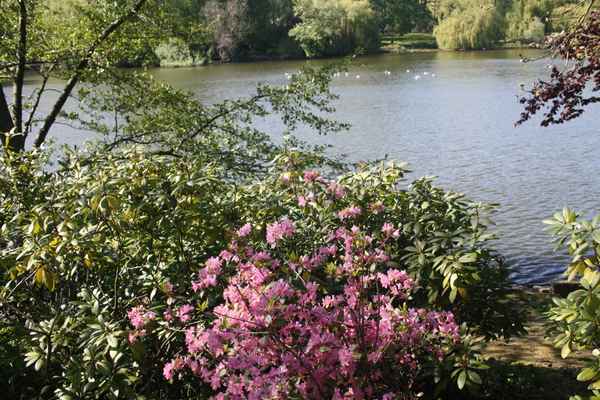 Frühling im Park