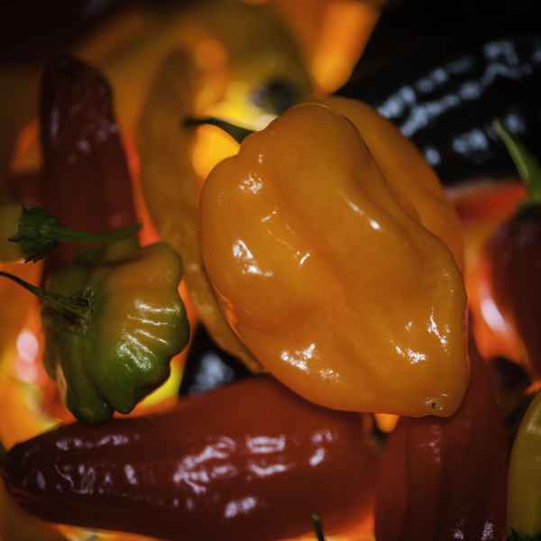 Fatili Chili