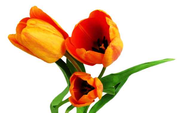 Tulpen freigestellt